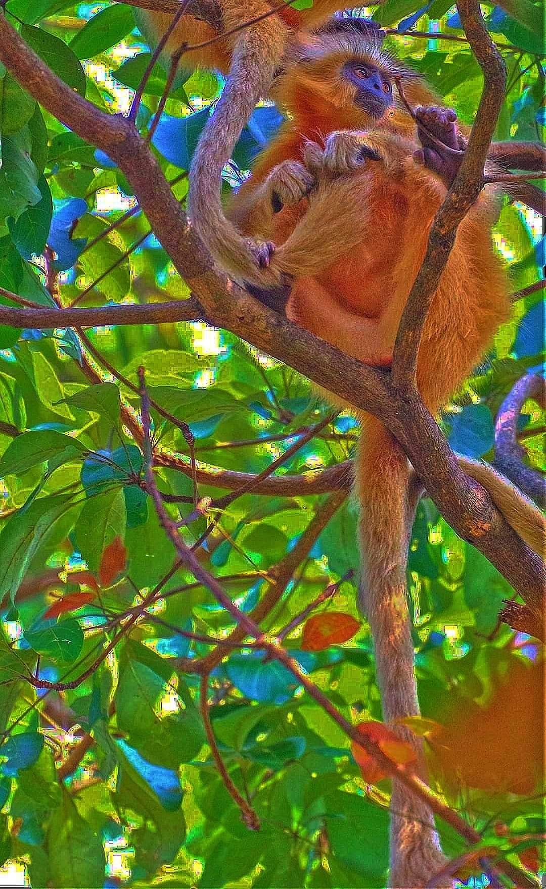 Tamarin Monkey